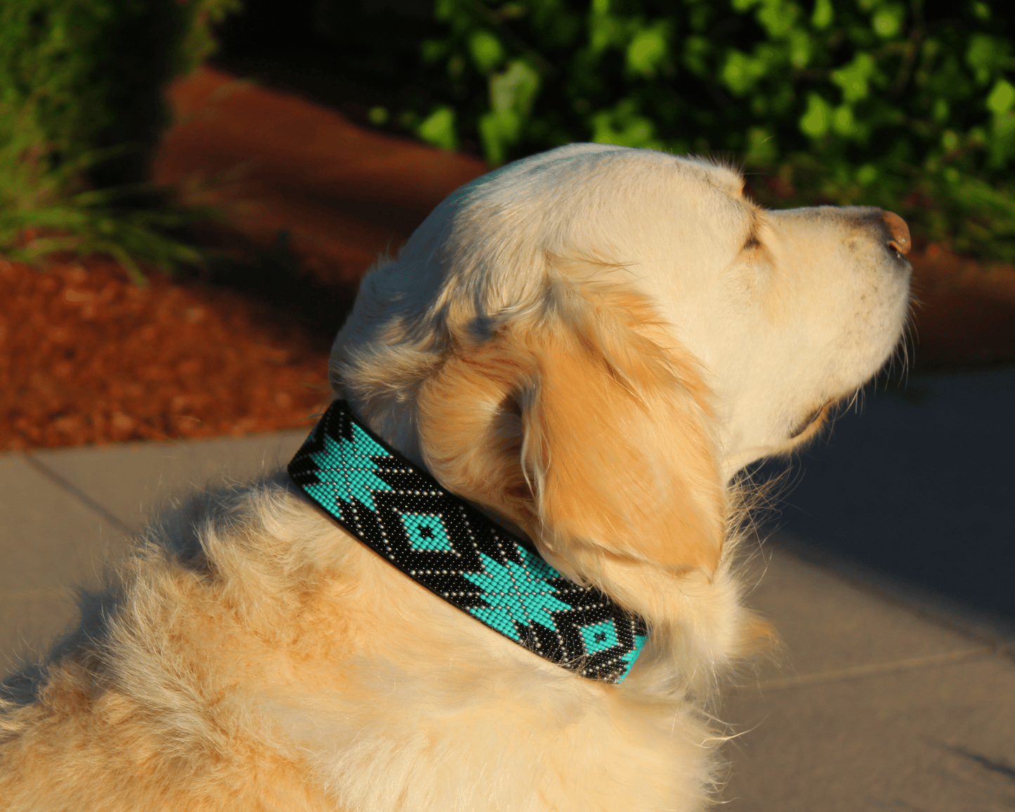 Saint Barth Sambboho dog collar (Deluxe Edition) -DS