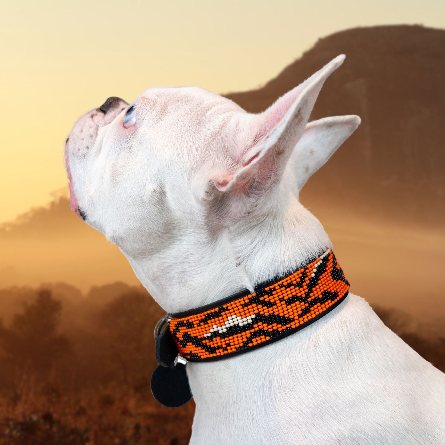 Tiger Sambboho dog collar (animal print collection) -DS