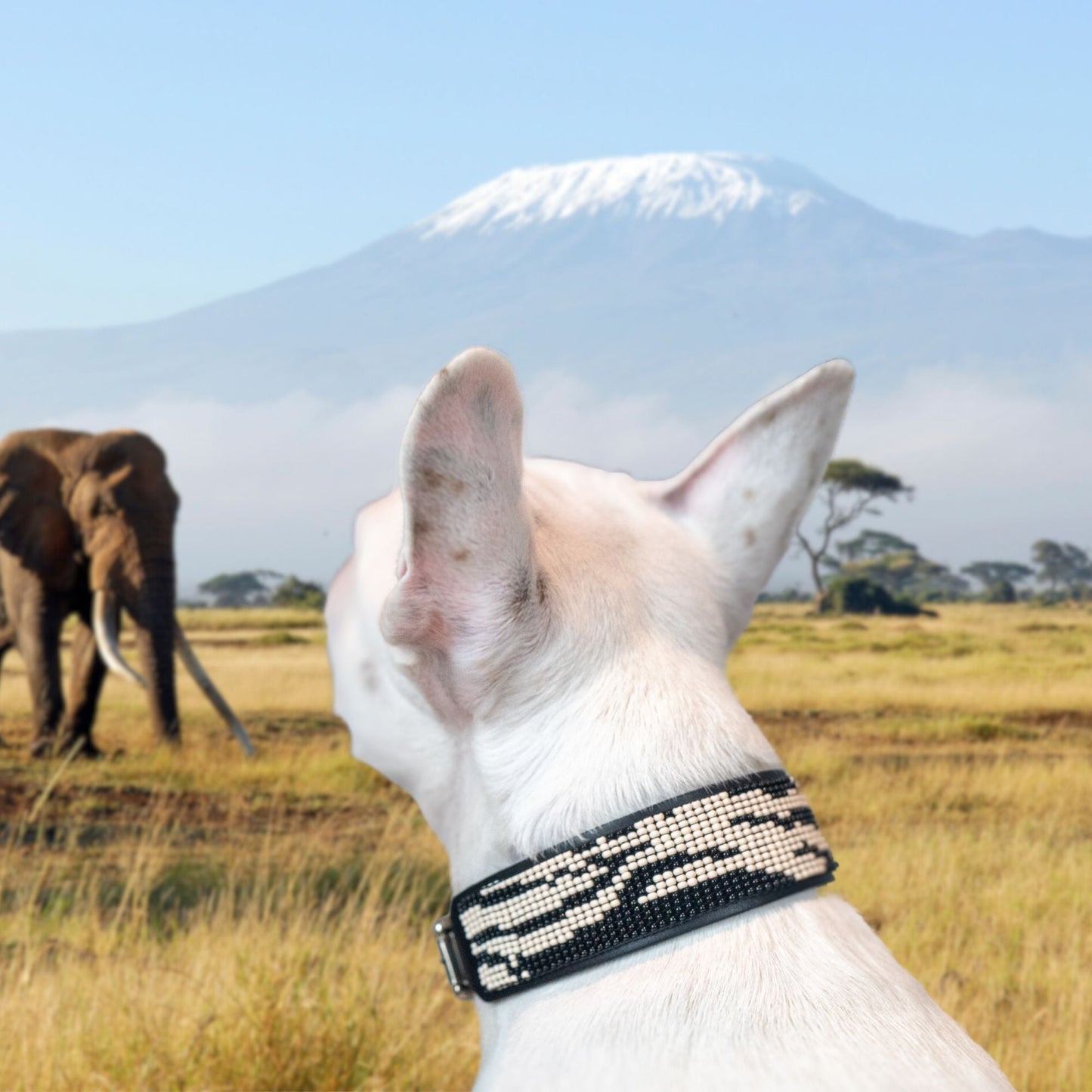 Zebra Sambboho dog collar (animal print collection) -DS