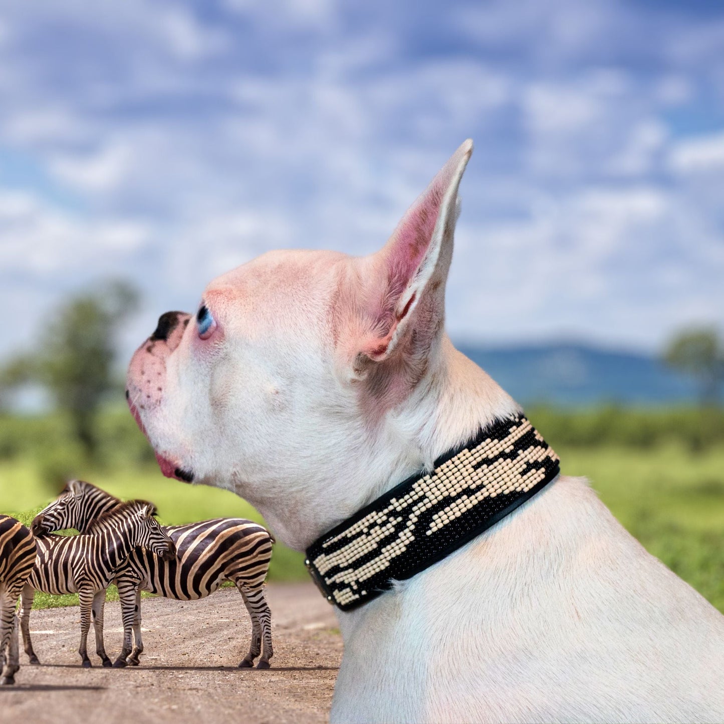 Zebra Sambboho dog collar (animal print collection) -DS