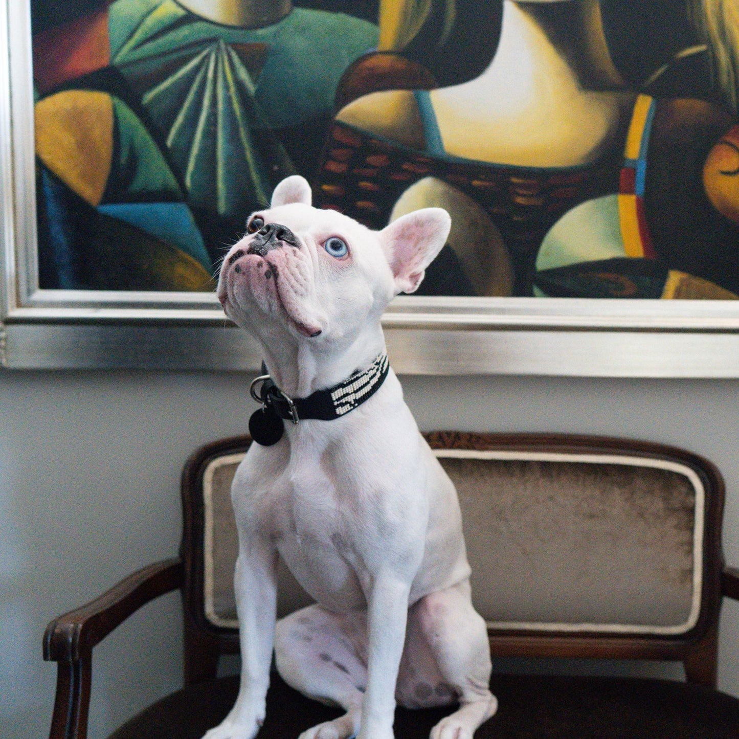 Zebra Sambboho dog collar (animal print collection) -DS