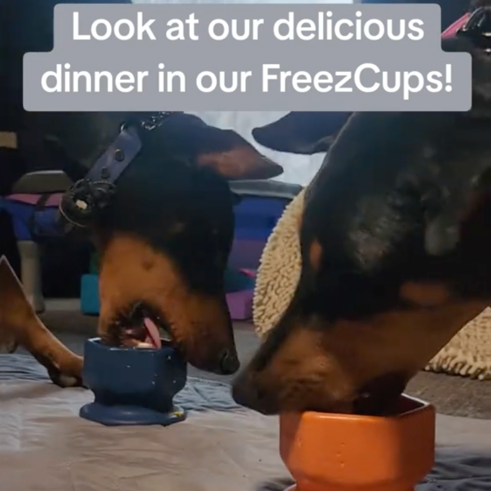 FreezCup - Long-Lasting Chew Fun -DS