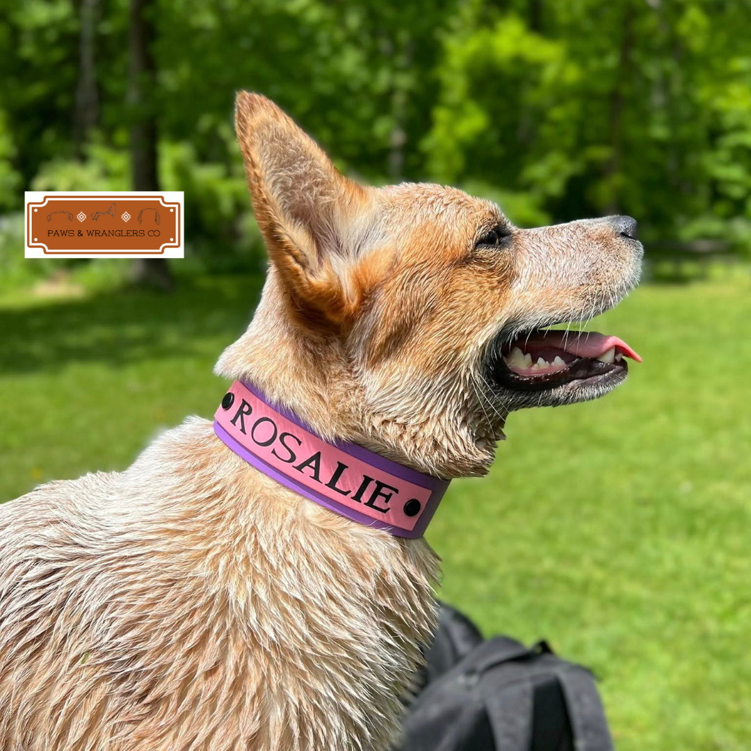 Custom Order Dog Collars