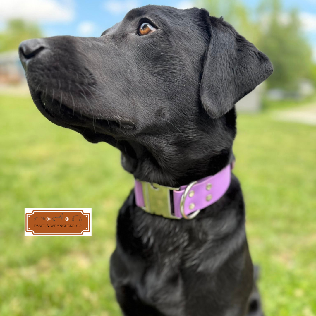 Custom Order Dog Collars