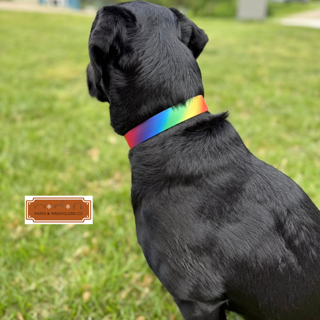 Custom Order Dog Collars