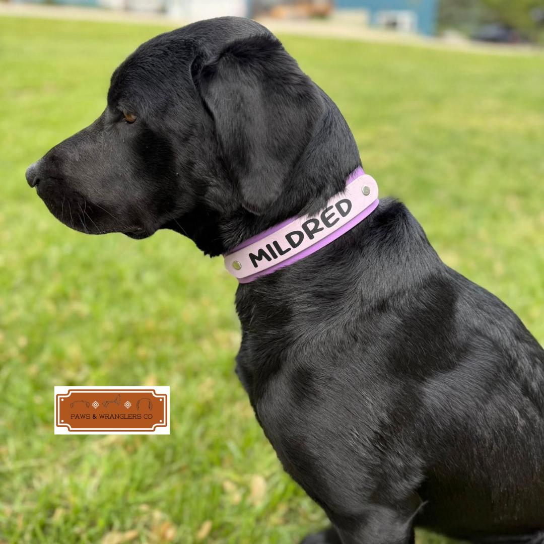 Custom Order Dog Collars