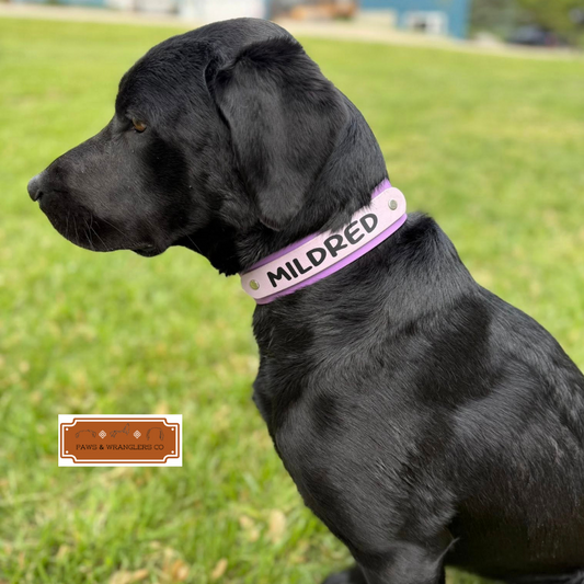 Custom Order Dog Collars