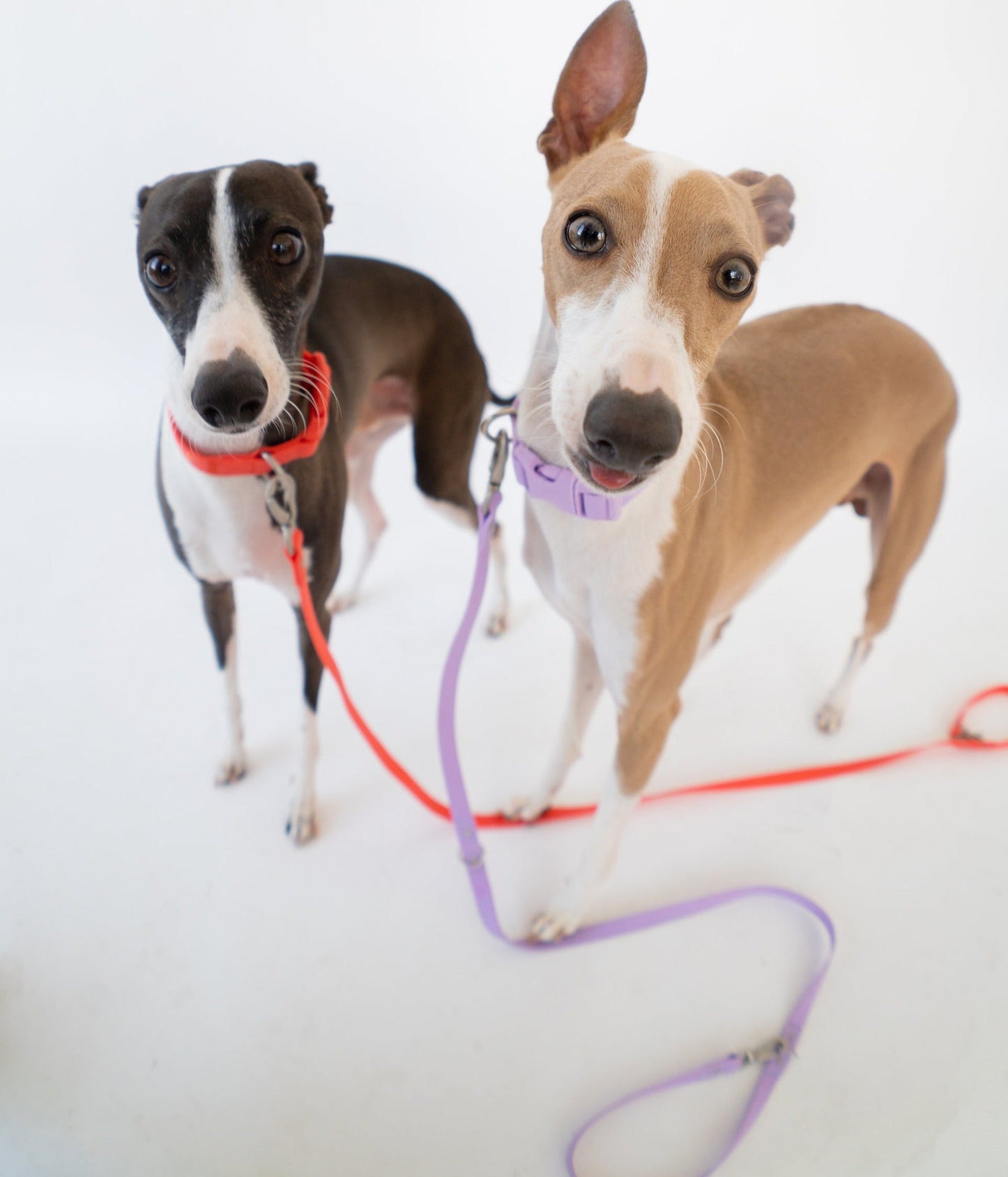 DS- Original Dog Leash with Neoprene Handle