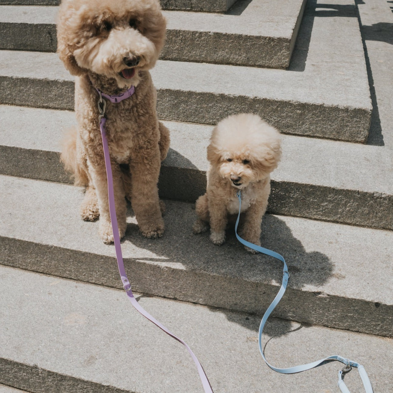 DS- Original Dog Leash with Neoprene Handle