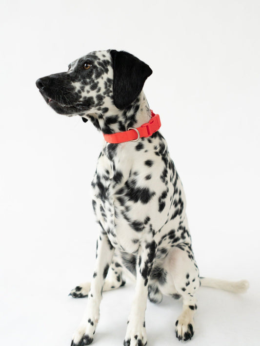 DS- Original Dog Collar