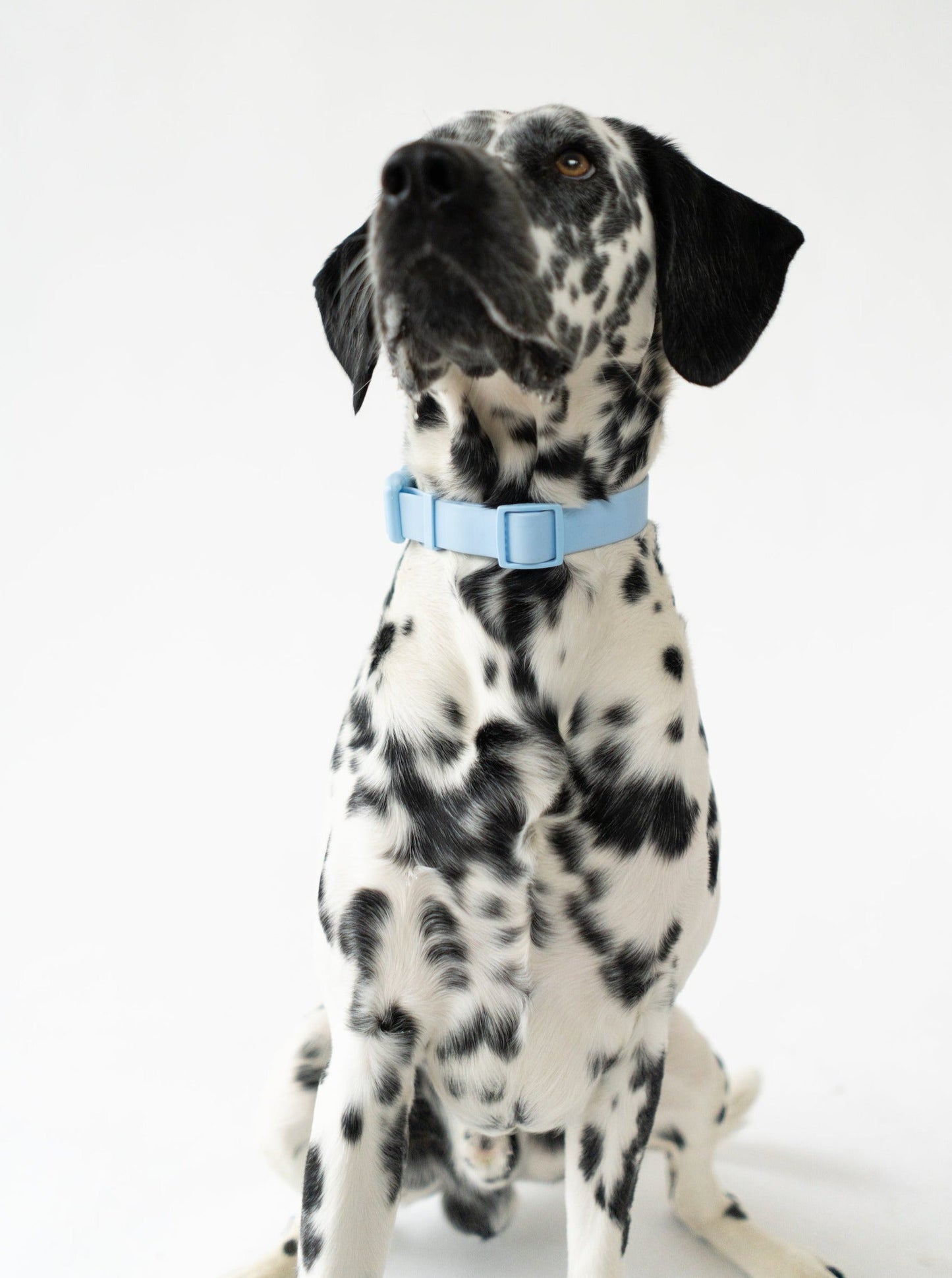 DS- Original Dog Collar