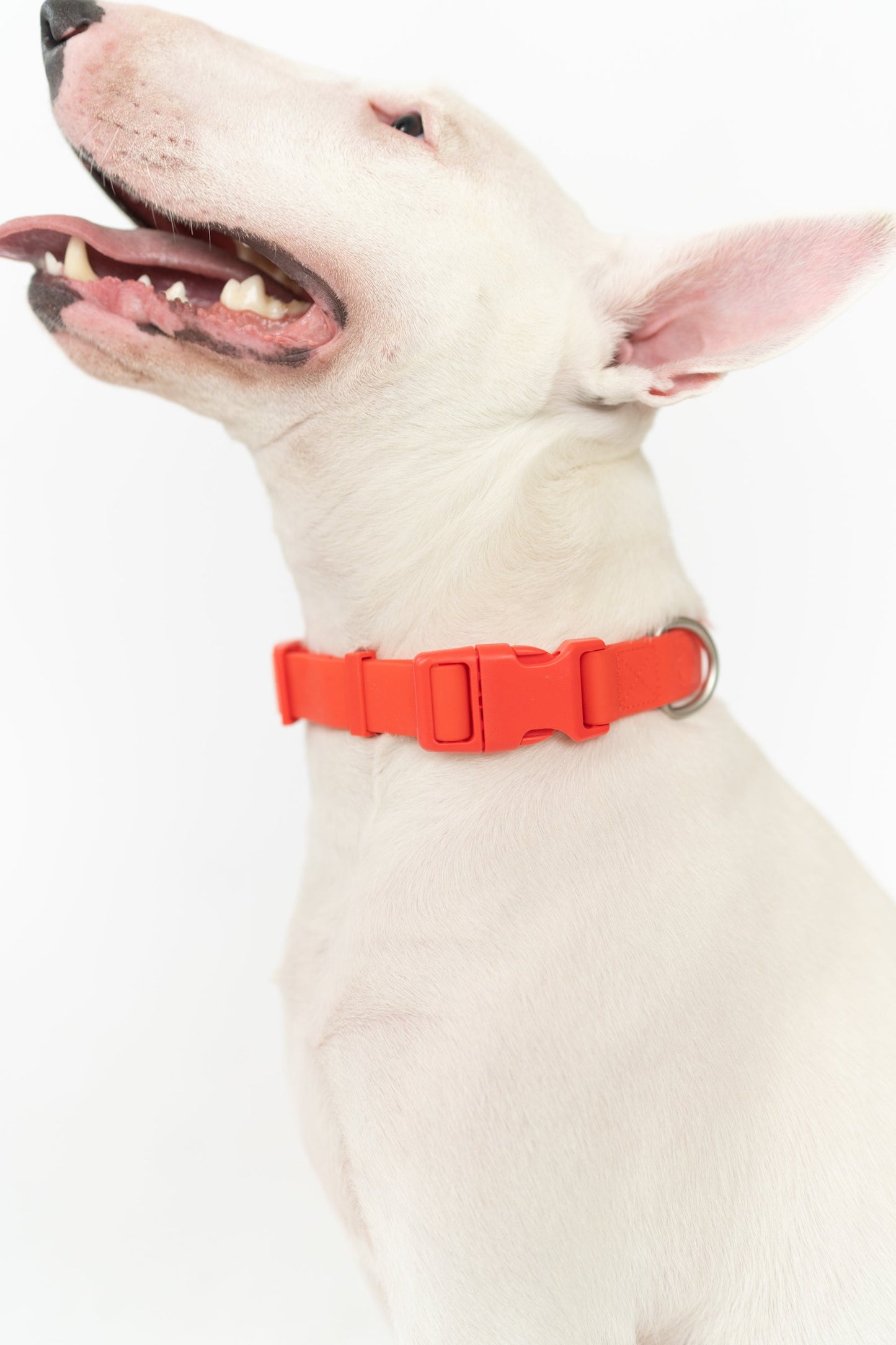 DS- Original Dog Collar