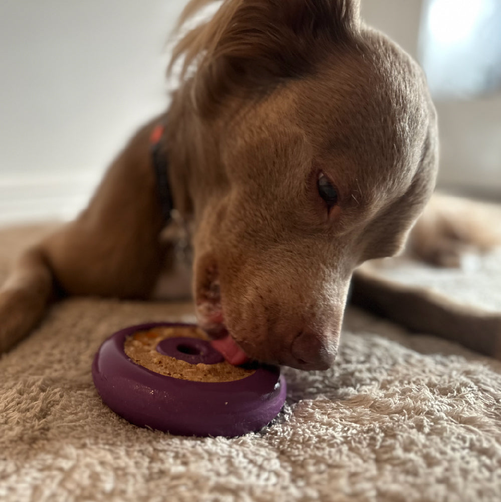 Freez Doughnut - Super Durable Treat Toy -DS