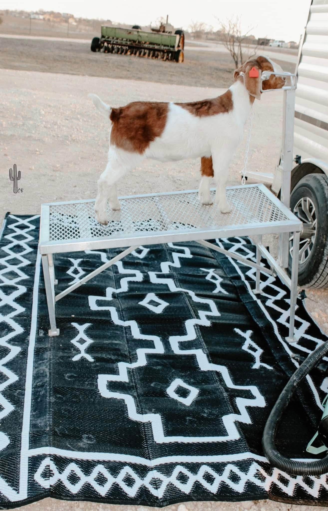 PREORDER- Outdoor Rugs