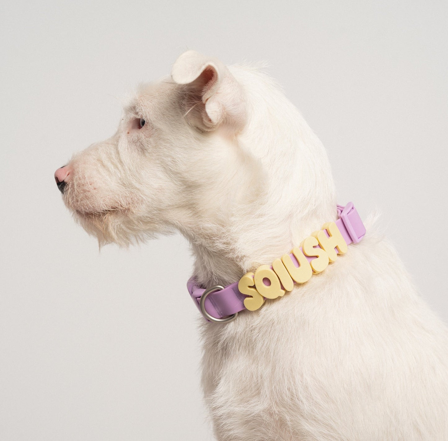 DS- Original Dog Collar