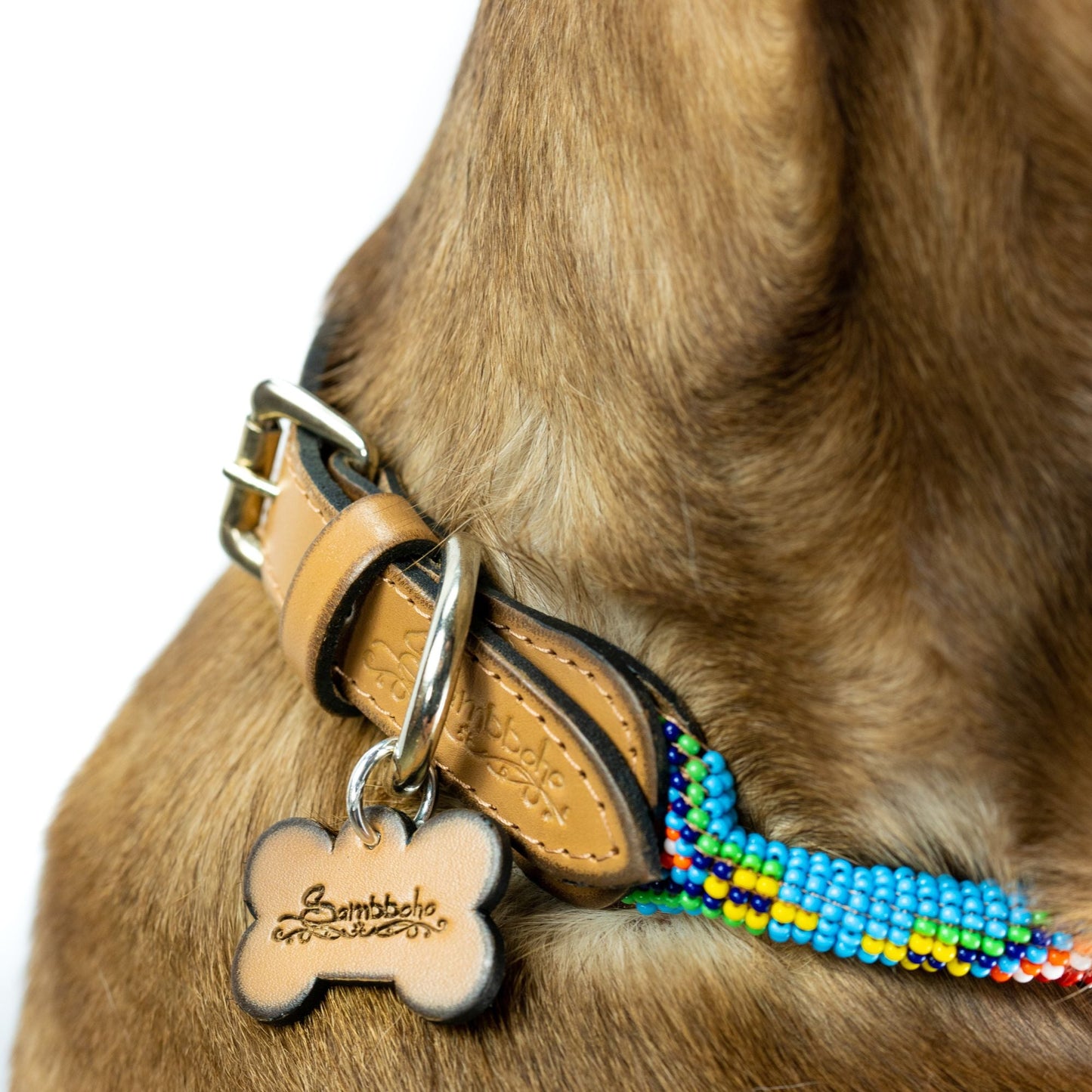 DS- Blue Vogue Sambboho dog collar (rolled)