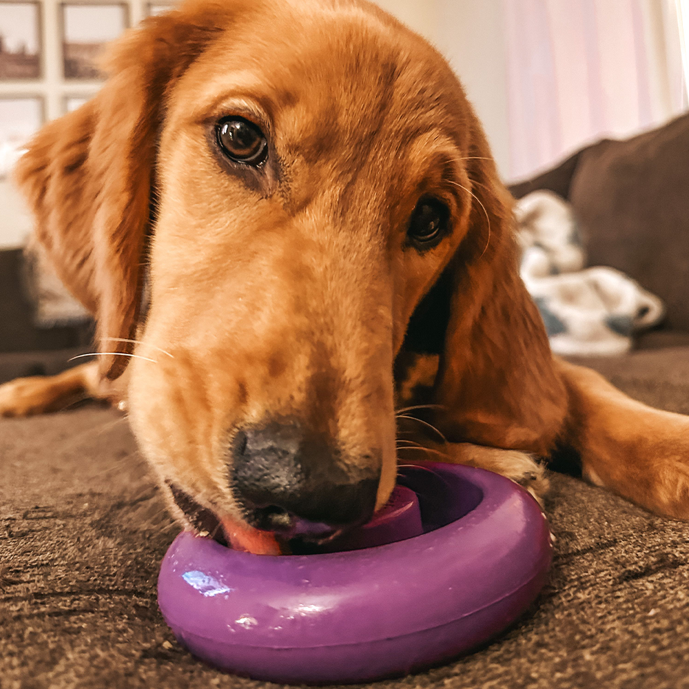 Freez Doughnut - Super Durable Treat Toy -DS