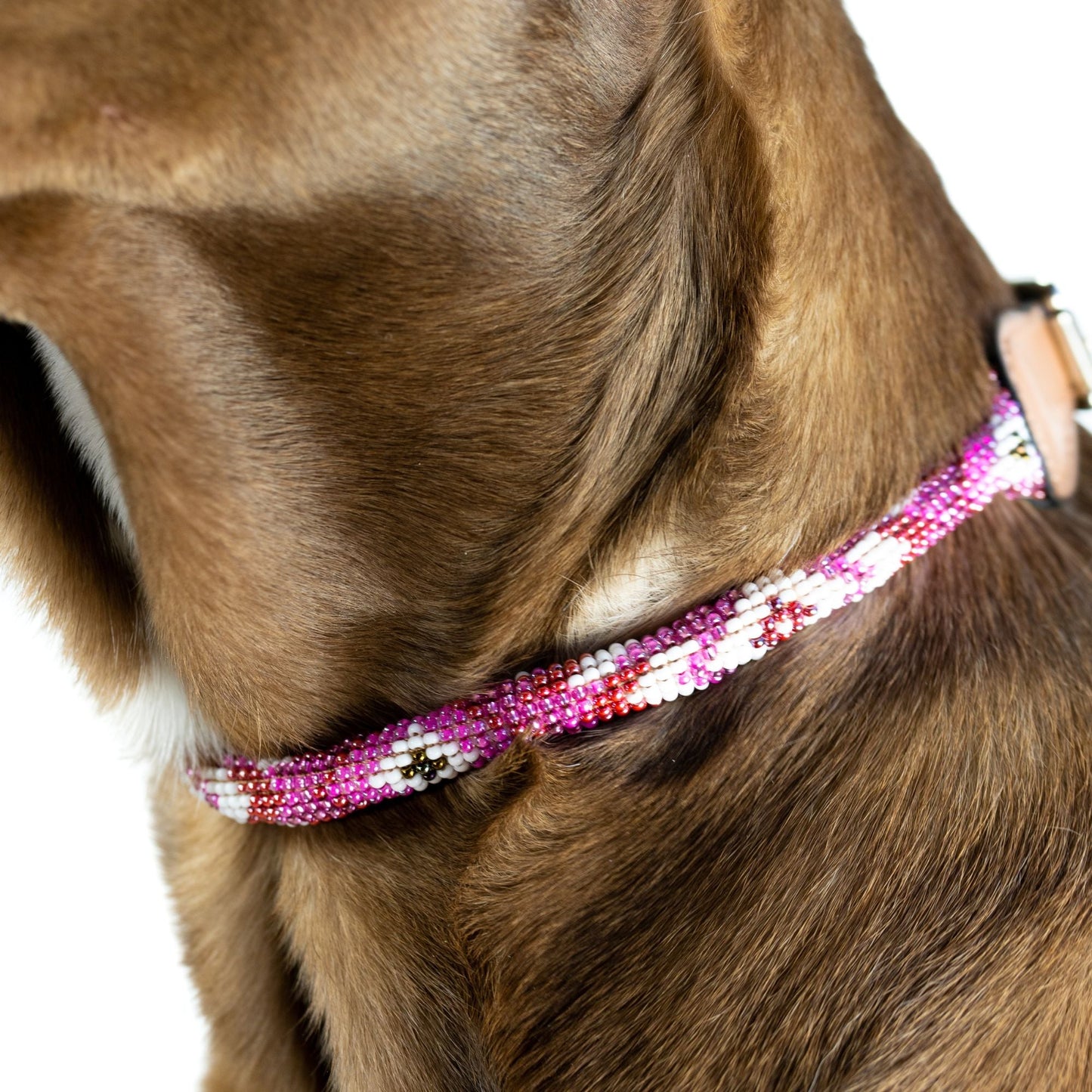 DS- Melrose Sambboho dog collar (rolled)