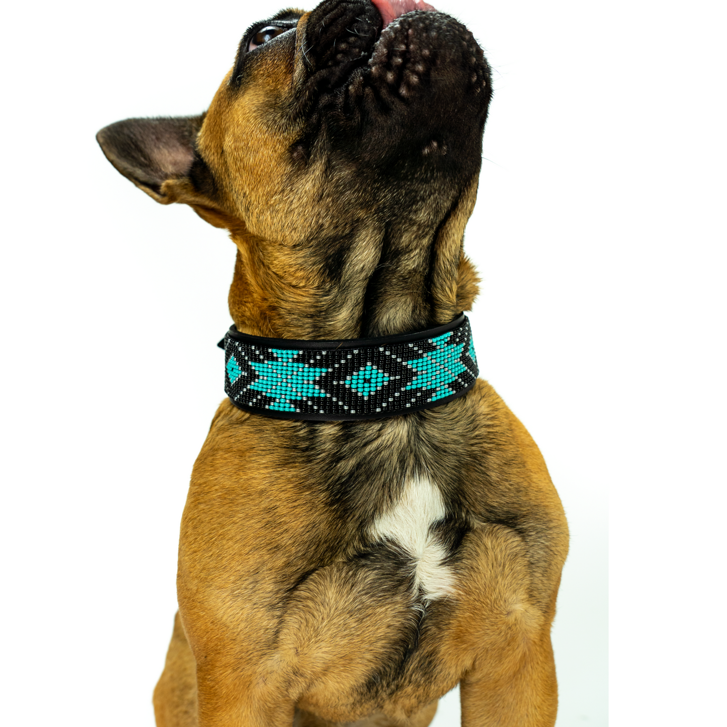 Saint Barth Sambboho dog collar (Deluxe Edition) -DS