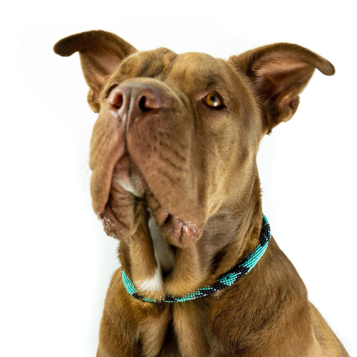 DS- Saint Barth Sambboho dog collar (rolled)