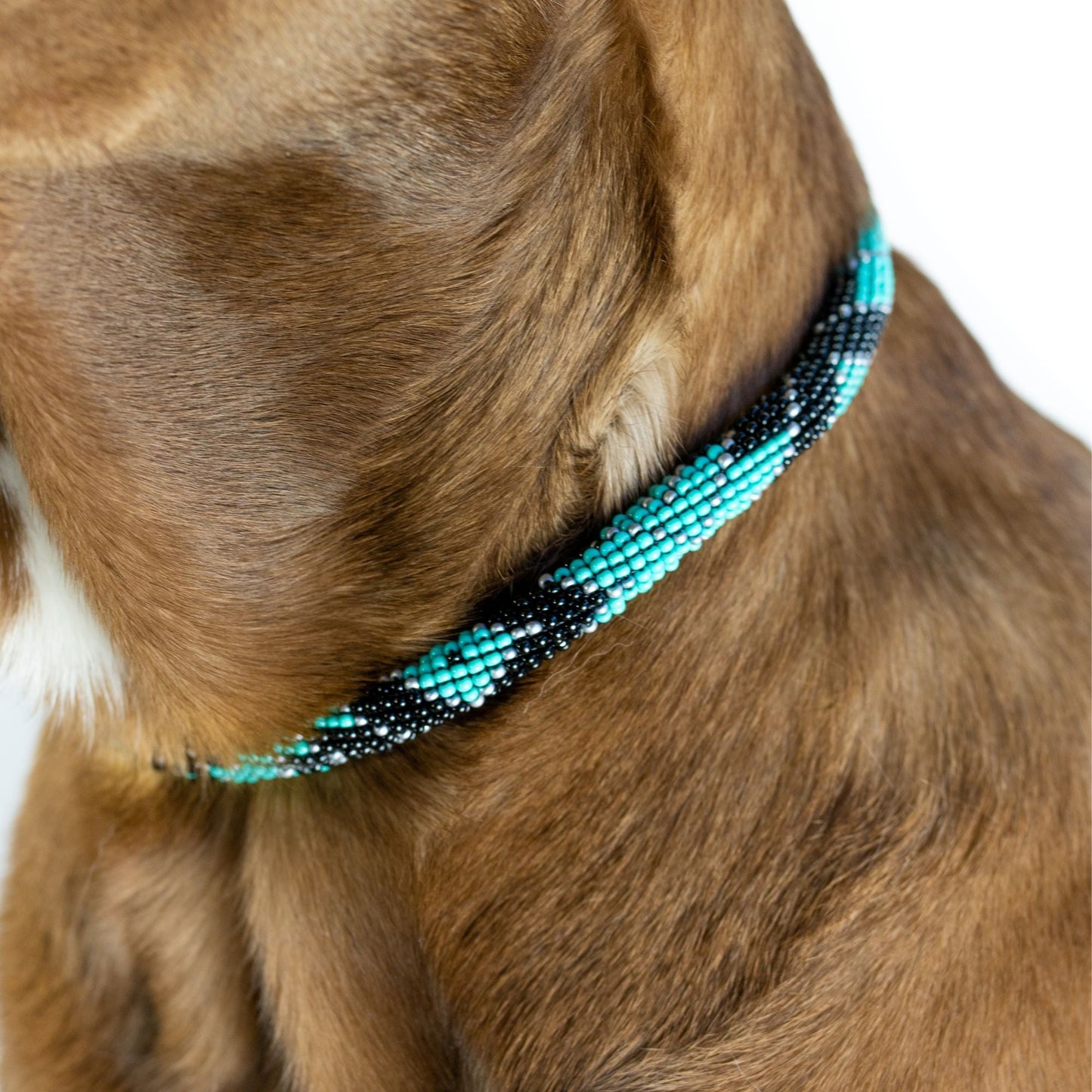 DS- Saint Barth Sambboho dog collar (rolled)